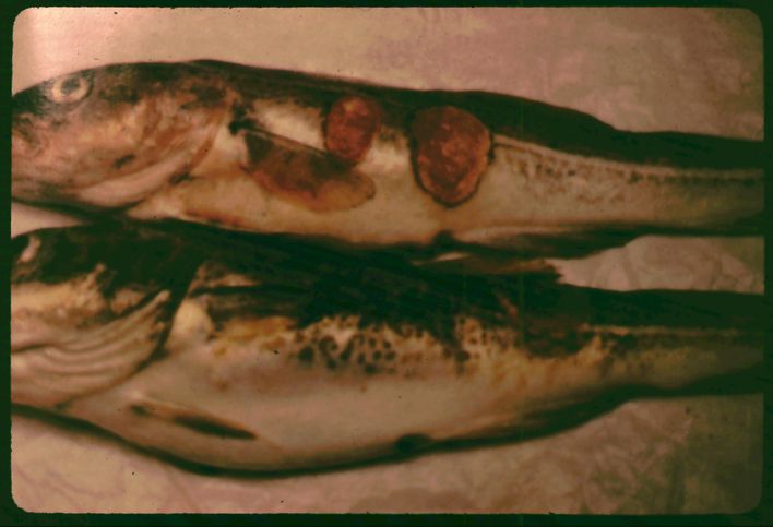 Forurenet fisk fyldt med giftstoffer fanget i Lillebælt i 1970èrne.