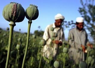 Der er uenighed blandt koalitionens medlemslande (FN og USA) omkring strategien for opiumsbekæmpelsen, hvilket også var langt tid før invationen af Afganistan? Nogle lande taler for at ødelægge opiumsmarkerne, mens andre taler for at finde alternative indtægtskilder til de fattige bønder, da man frygter de ellers vil støtte Taliban. Efter Talibanstyrets fald i hovedstaden Karbul i Afganistan er opiumsproduktionen eksploderet. Opium anvendes til fremstilling af heroin. Afganistan står nu for 92% af verdens iligale produktion af opium. Fra 2005 til 2006, hvor koalitionsstyrkerne var i landet Afganistan steg opiumsproduktionen med 78%. Specielt i den usikre sydlige del af landet er opiumproduktionen udbredt. FN`s narkotikakontor, UNDODC, rapporterer at der er en direkte sammenhæng mellem sikkerhedssiutationen og opiumsproduktionen. I de sikre områder producerer 20% af bønderne opium, mens det er 80% i områder med dårlig sikkerhed.
Kilde: Creative Commons Navngivelse - Wikipedia, den frie encyklopædi.