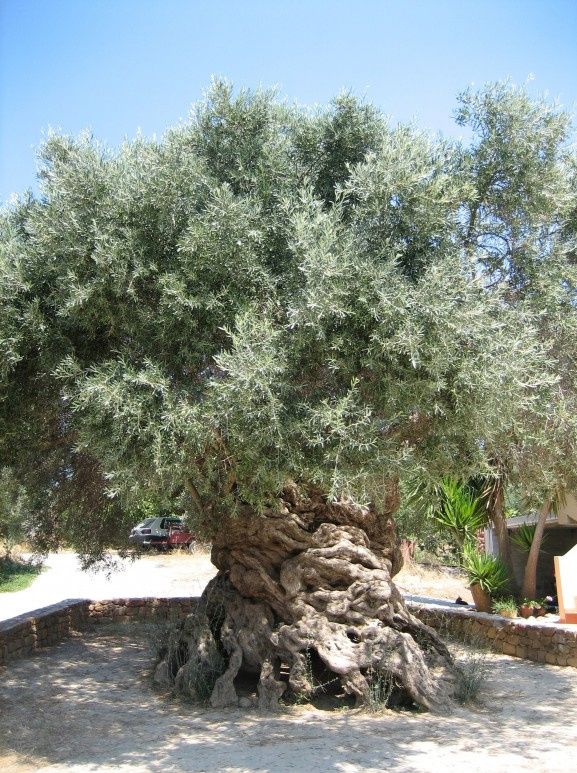 I Italien, nærmere betegnede i landsbyen Magliano, i Grosseto-provinsen, står dette træ, som kaldes Heksens oliventræ - det er vuderet til at være 4.000 år gammel. Træet er hult fra roden og 1½ meter inde i træet. Det er ældre end de oliventræer, der står i Getsemannavaven ved oliebjerget i Jerusalem. Navnet Heksens træ skal være blevet givet af de tidlige kristne, fordi hedningerne holdt fester omkring træet, hvor de tilbad skovens guder.