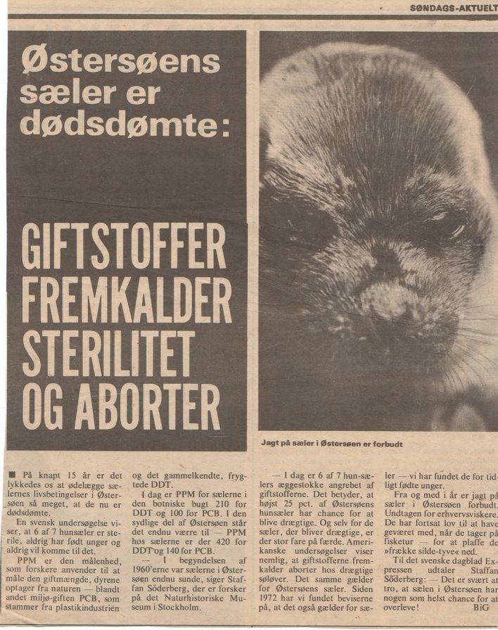 Kun 25% af Østersøens hunsæler har chance for at overleve, således berettede man i 1981!!...