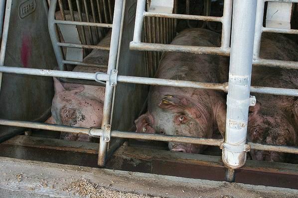 Døde grise flyder overalt i danske svinestalde, nyfødte i tusindvis hver dag. Hvert år dør 9 millioner nyfødte smågrise i danske svinestalde p.g.a. trænge kår og mindre plads hos søerne.