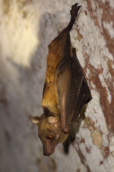 Den egyptiske frugt bat, Rousettus egyptiatus, er vært for Marbur virus, som kan inficere aber og krydse over mennesker til at forårsage hæmoragisk feber.