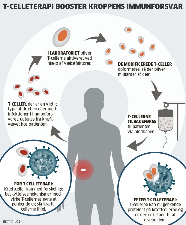 Kig på tabellen neden under vedrørende T-celler og vitaminer?